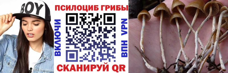 Галлюциногенные грибы Psilocybine cubensis  Купить  Руза 